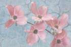 Mexico, Jalpa. Pink dogwood flower collage. Art Print